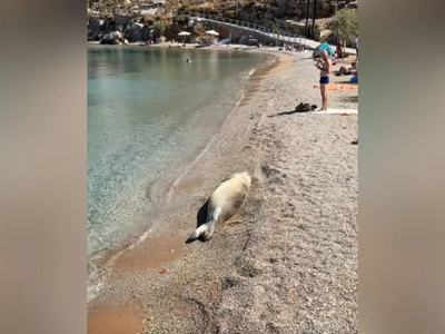 Φώκια λιάζεται σε παραλία της Σύμης δίπλ...