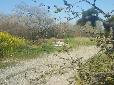 Δήμος Πατρέων: Δεντροφυτεύσεις  και εκδη...