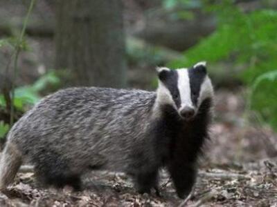 Ένας ασβός αναστάτωσε το αεροδρόμιο Ηρακλείου