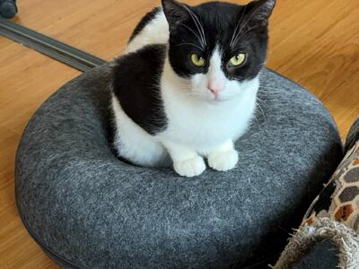 Πάτρα: Σε αναζήτηση οικογένειας οι 12 απ...