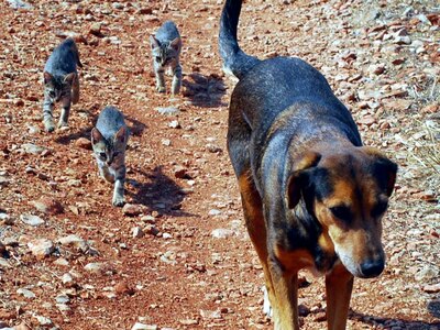 Έρχεται χρήμα στη Δυτική Ελλάδα για τα α...