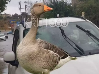 Απίστευτο τροχαίο: Χήνα ... προσγειώθηκε...