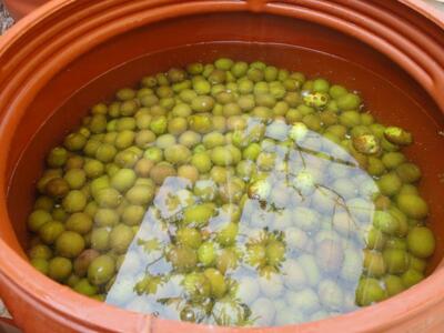 Αμαλιάδα: Το ελαιόλαδο είχαν στόχο οι διαρρήκτες