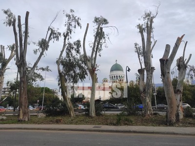 Πάτρα: Η σφαγή των ευκαλύπτων στην Ακτή ...