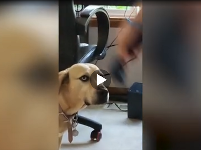 Σκύλος παρακολουθεί το αφεντικό του να π...