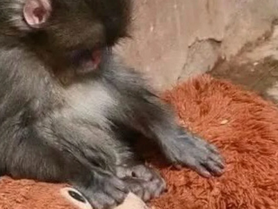 Viral βίντεο: Μικρός πίθηκος κοιμάται αγ...