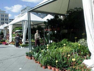 ΔΕΙΤΕ τα φυτά που φτιάχνουν τον αέρα μέσ...