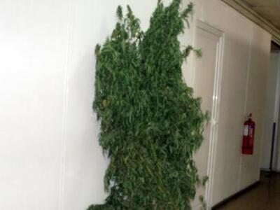 ΑΓΡΙΝΙΟ: 29χρονος καλλιεργούσε σπίτι του...