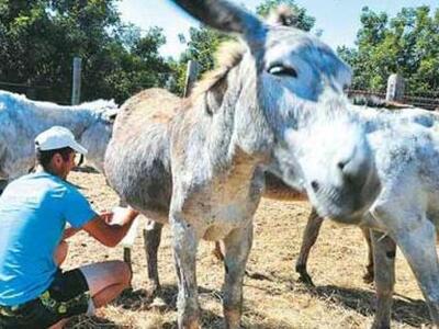 Στα ράφια έρχεται το γάλα γαϊδούρας -Σήμ...