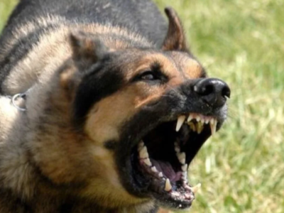 Καλαμάτα: Επίθεση σκύλων σε 34χρονη - «Ν...