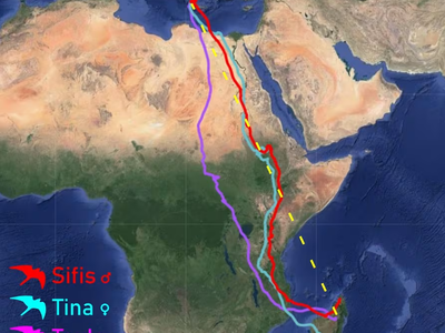 Το Πανεπιστήμιο Πάτρας κατέγραψε τους μαυροπετρίτες των Αντικυθήρων να διανύουν 8.000 χιλιόμετρα
