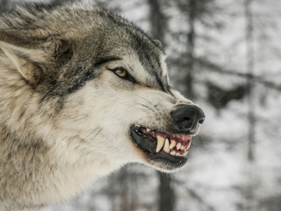Μικρό Μοναστήρι: Πεινασμένοι λύκοι σκοτώ...