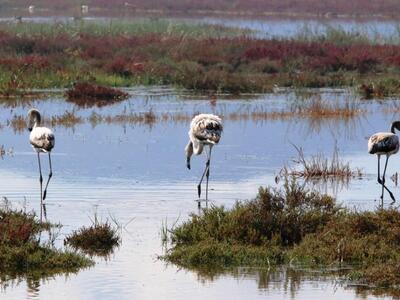 Αλυκές Αιγίου: Εντοπίστηκε τραυματισμένο...