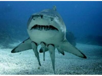 Το μεγαλύτερο καταφύγιο για καρχαρίες στον κόσμο