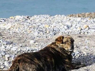 Χανιά: Η συγκινητική ιστορία της «Μπέλλα...