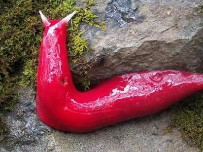 Γιγαντιαίος ροζ γυμνοσάλιαγκας βρέθηκε σ...