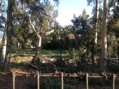 Πάτρα: Κόβουν τα δέντρα για να μην πέσου...