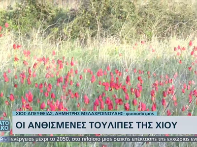 Κοκκίνησαν τα λιβάδια της Χίου