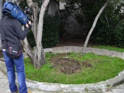 Εκοψαν για καυσόξυλα και την ελιά του Πλάτωνα!