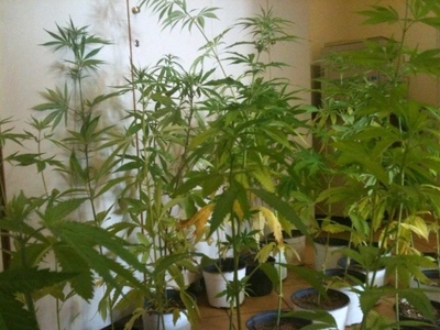 Διακοπτό: Είχε χασισοφυτεία στο οικόπεδό του