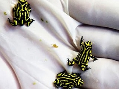 Βάτραχοι σταμάτησαν την κατασκευή ιπποδρόμου