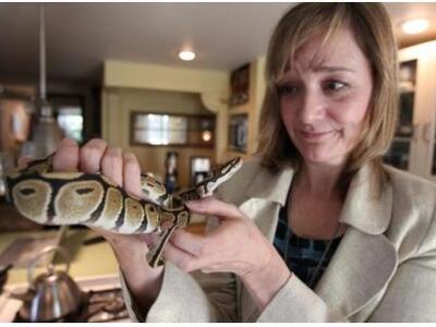 Καναδάς: Σαράντα πύθωνες βρέθηκαν στο δω...