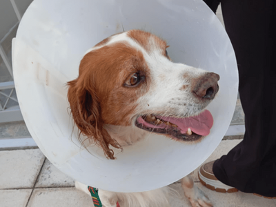 Κακοποίηση σκύλου στην Ηλεία: «Ουδέποτε ...