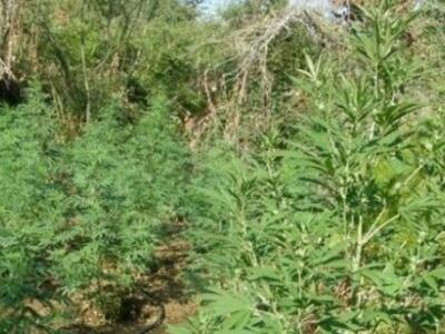 Αγρίνιο :«Ορφανά» χασισόδεντρα ανακάλυψα...
