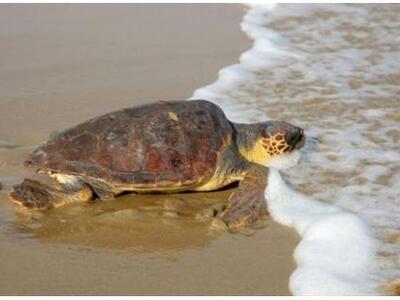 Η θάλασσα ξέβρασε χελώνα καρέτα καρέτα στα Ροϊτικα