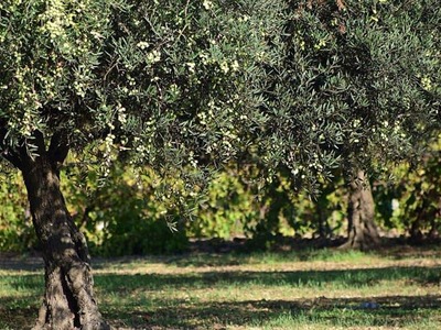 Δυτική Ελλάδα: 72χρονος αποπειράθηκε να ...