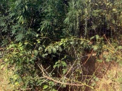 Δυτική Ελλάδα: "Ορφανά" δενδρύ...