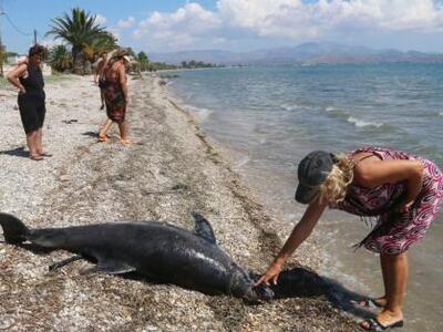 Ένα νεκρό δελφινάκι ξέβρασε η θάλασσα 