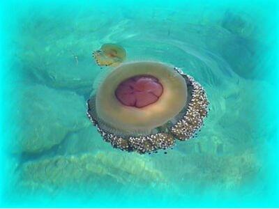 "Επιδρομή" απο μέδουσες στον Κ...