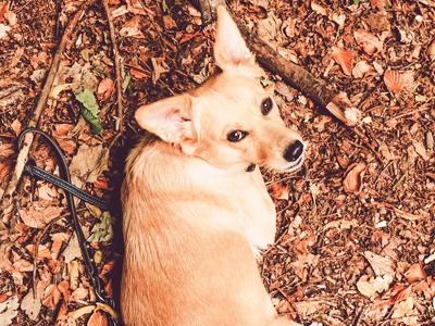 Πώς ένας σκύλος λέει «σε ευχαριστώ» στο...