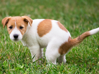 Πάτρα: Συνελήφθη γιατί προσπάθησε να που...