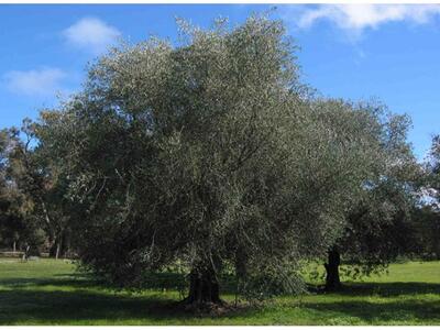 Αγρίνιο: Πληροφοριακό δελτίο για ελαιοκαλλιεργητές