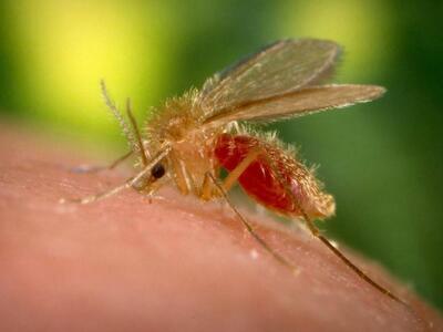 Δύο κρούσματα καλαζάρ στον Ριγανόκαμπο της Πάτρας 