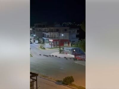 Βίντεο: Αγριογούρουνα κάνουν… περιπολίες...