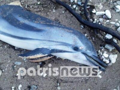 Νεκρό δελφίνι στην παραλία Γιαννιτσοχωρίου