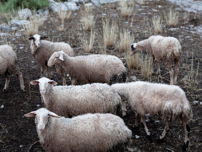 Λακκόπετρα Δυτ. Αχαΐας: Ευλογιά «σαρώνει...