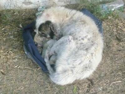 Δυτική Αχαΐα: Μαζεύουν υπογραφές να μηνύ...