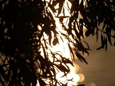 Αγρίνιο: Εκδηλώσεις «ΕΛΑΙΑ 2015»-Προϊόντ...