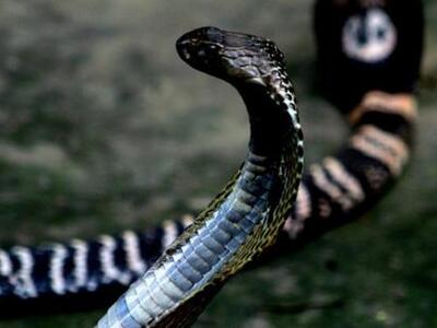 Άνδρας δάγκωσε μέχρι θανάτου κόμπρα στο Νεπάλ