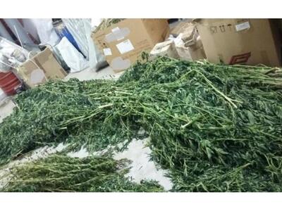 Αιτωλοακαρνανία: Καλλιεργούσε 84 δενδρύλ...