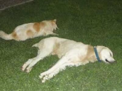 Πρέβεζα: Γέμισε φόλες ο Αγ. Θωμάς - Ανάσ...