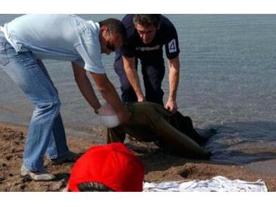 Ηλεία: 73χρονη ανασύρθηκε νεκρή στην παρ...