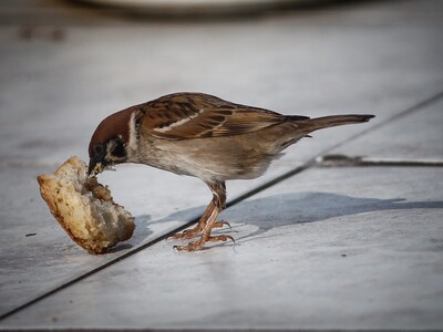 Σπουργίτι τσιμπολογάει ένα κομμάτι ψωμί 