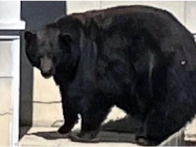 Καλιφόρνια: Η αρκούδα «Χανκ το τανκ»... ...