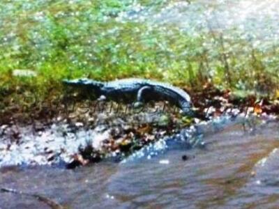 Οι ερπετολόγοι ψάχνουν το Σήφη και αυτός...