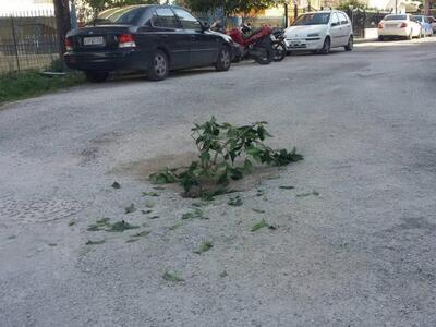 Πάτρα: Το... σωτήριο κλαδί της οδού Ακάμ...